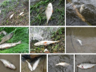 Десятки мертвых рыб выбросило на берег Воронежского водохранилища