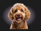 СКИДКА 30% на все услуги + ванночка NANOBUBBLES для вашего питомца в SPA&Groomer «Собачье дело» при первом посещении!