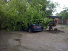 В Воронеже упавшее дерево раздавило крышу автомобилю "BMW"