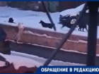 Стая молодых собак лишила ночного покоя жителей воронежской улицы 