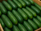 Свежие огурцы существенно подорожали в Воронежской области 