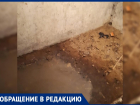 Фу: воронежцы снова пожаловались на фекальный подвал, который не интересует ГК “ПИК-Комфорт”