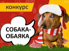 Определены победители конкурса «Собака-обаяка»
