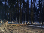 О падающих деревьях на фоне елки за 70 млн рублей рассказали воронежцы