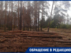 Воронежцы сообщили о варварской вырубке леса, который сохранил Гордеев