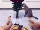 Тусовка длинноногих девушек из Воронежа с котом попала на снимок 