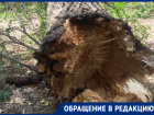 «Чудо, что все живы»: падение массивного дерева напугало жительницу Воронежа 