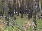 Воронежцы сообщили о сплошной рубке леса в микрорайоне Отрожка