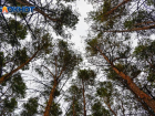 Новая особо охраняемая природная территория появится в Воронеже 