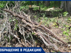 Странная вырубка деревьев в Старинном парке обеспокоила воронежцев