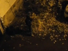 Загадочного парня-кустореза сняли на камеру во дворе в центре Воронежа