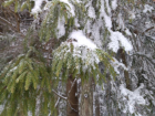 Ветер, снег, метель, заносы: воронежские метеорологи выпустили «штормпредупреждение»