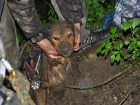 Воронежские волонтеры спасли собаку, которая на сутки застряла в колодце 