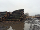 Под Воронежем незаконно вырубили деревьев на 20 миллионов рублей