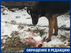 Расправа собаки с зубастой головой напугала жителей Воронежа