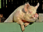 В Воронежской области фирма пичкала свиней ГМО