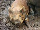 В Воронежской области зафиксировали очередную вспышку африканской чумы свиней