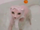 Лысый кот с пакетом на голове удивил воронежцев поведением в ванной