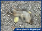 Трупы животных и горы мусора нашли по соседству с управой в Воронеже