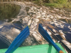 Стали известны подробности экологической катастрофы на реке Токай Воронежской области