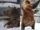 Медведи Умка и Маша вышли из спячки в Воронежском зоопарке