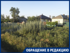 Гигантские сорняки оккупировали село в Воронежской области