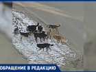 Безжалостная стая собак терроризирует жителей Воронежа