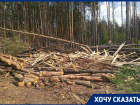 О новой беспощадной вырубке леса под маской сухостоя рассказали воронежцы