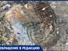 «Господину Кстенину» указали на вонь в Воронеже 