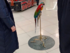 Фото с попугаем продолжается в воронежском ТЦ, несмотря на возмущение общественности