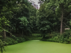 Кислотное болото запечатлела в центре города жительница Воронежа