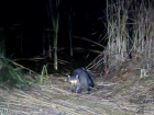 Неизвестный гость: первый в истории Хоперского заповедника енот попал на видео