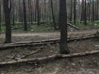 Воронежцы сообщили о массовой гибели деревьев в Северном лесу