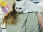 Белый котик на шее у девушки растрогал посетителей поликлиники в Воронеже