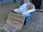 Рыжий кот попрошайка собирает милостыню в Воронеже