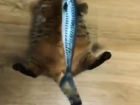 Уморительные отношения воронежского кота с рыбой попали на видео