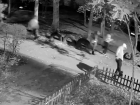 «Смотрите, что творят ваши "детки"»: подростки разгромили воронежский двор и попали на видео
