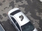 Воронежцев умилили коты, ютящиеся клубочком на крыше авто