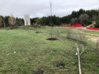 Деревья без корней обнаружили рядом с воинским мемориалом в Воронеже