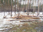 Воронежцы сообщили о массовой вырубке леса около дома Александра Гусева