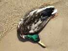Экологи рассказали об итогах проверки места массовой гибели птиц в Воронеже