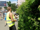 В мэрии Воронежа прокомментировали стрижку кустов «бензопилой»