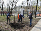 В Воронеже стартовало озеленение «Орленка», где беспощадно уничтожили 147 деревьев