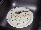 В воронежском кафе «Моне» были обнаружены тараканы