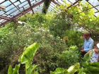 В Ботаническом саду Воронежского госуниверситета появится «Зеленый амфитеатр»