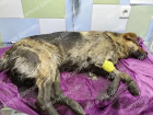 Пятеро воронежцев бросились на спасение умирающей собаки в Шилово