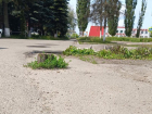 Мистическая выживаемость пенька вызвала вопросы в Воронежской области