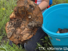 Почти кило: грибные рекорды с треском бьются в Воронеже