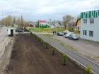 Под Воронежем высадили хвойную аллею для защиты пешеходов от пыли