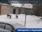 «Ребенок выйти не может»: стая бездомных собак держит в страхе жителей поселка под Воронежем 